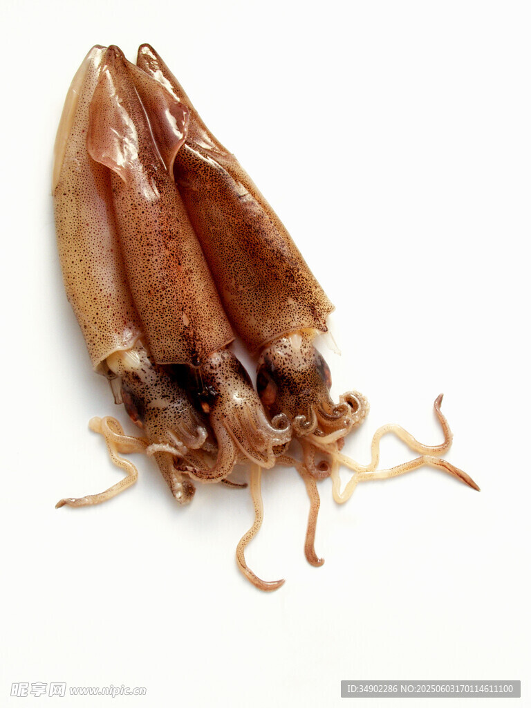 干制魷魚(yú)