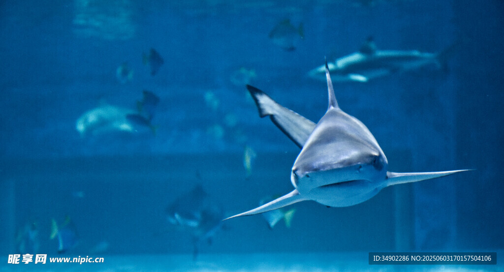 水族館中游弋的優(yōu)雅鯊魚
