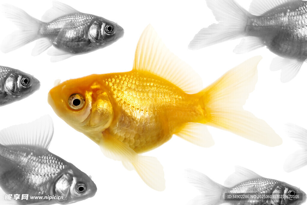 金色金魚脫穎而出