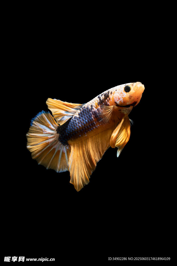 多彩斗魚展示優(yōu)美身姿