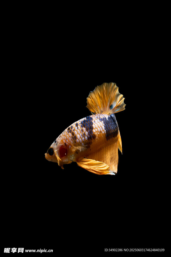 優(yōu)雅游動的多彩孔雀魚