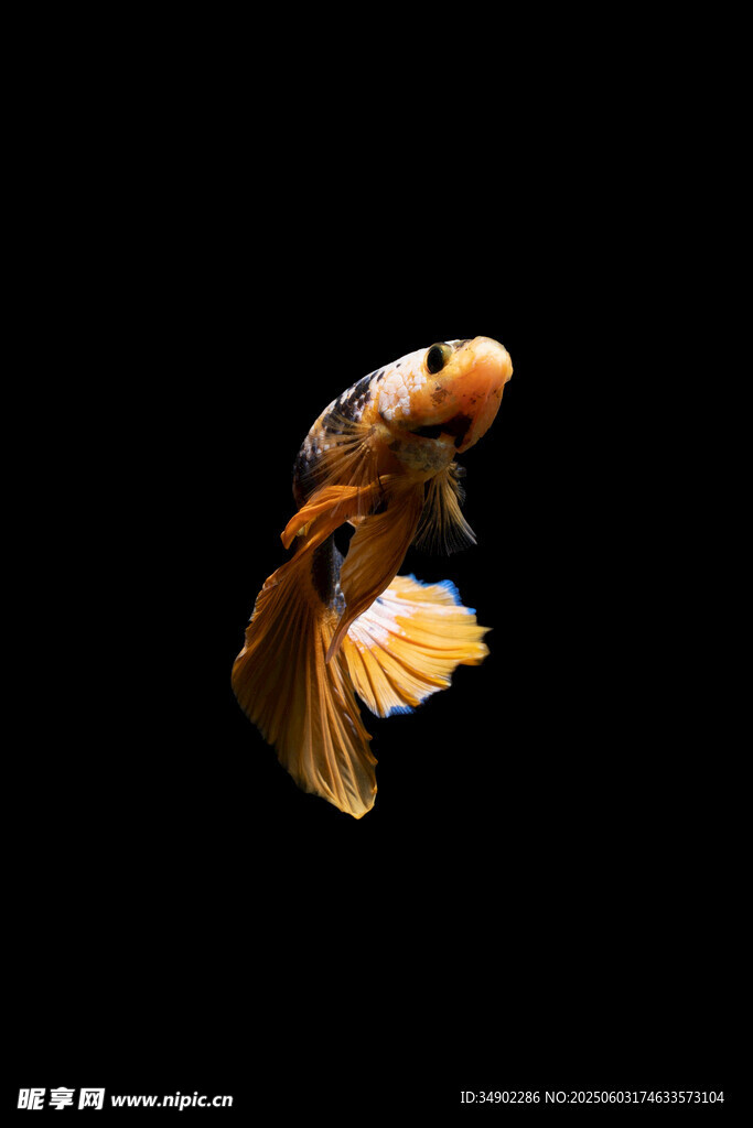 優(yōu)雅游動(dòng)的多彩斗魚