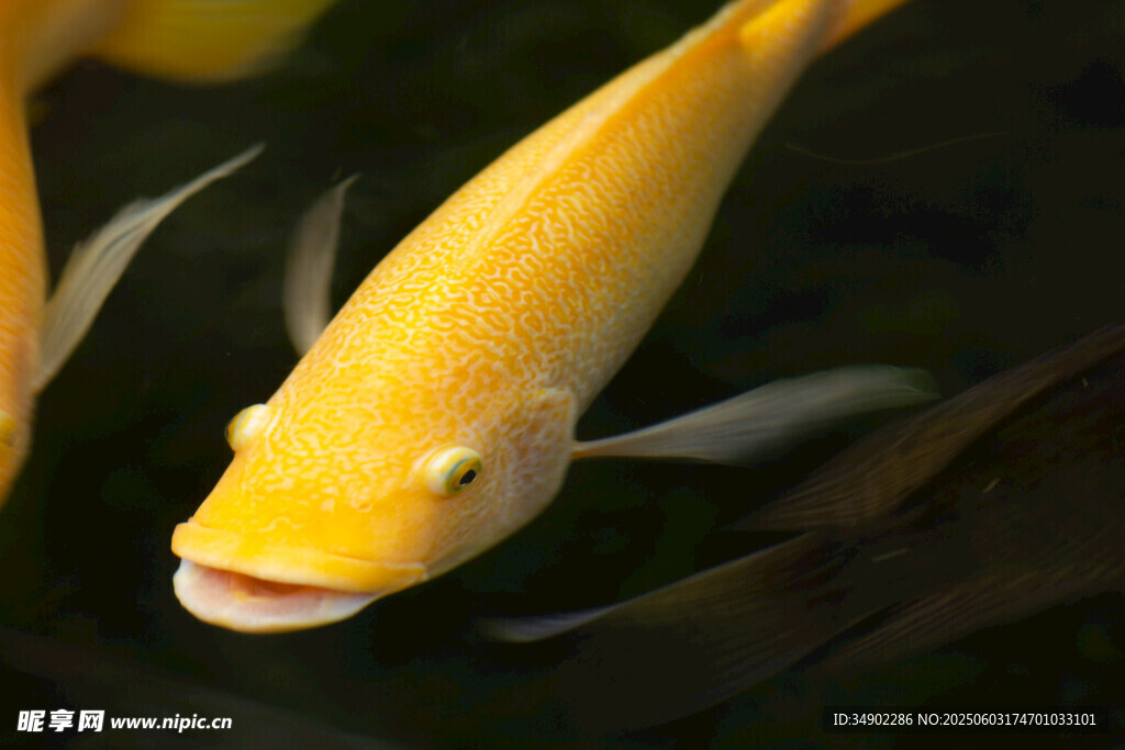 黃色金魚張嘴特寫