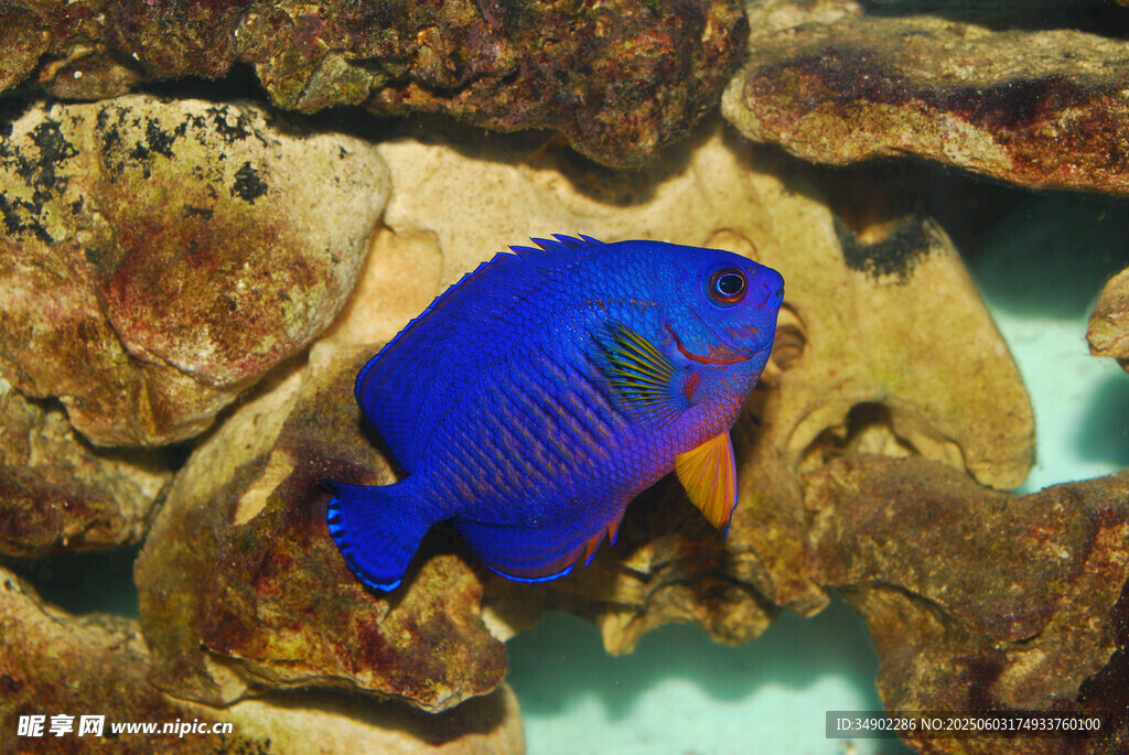 藍(lán)色艷麗觀賞魚在石間