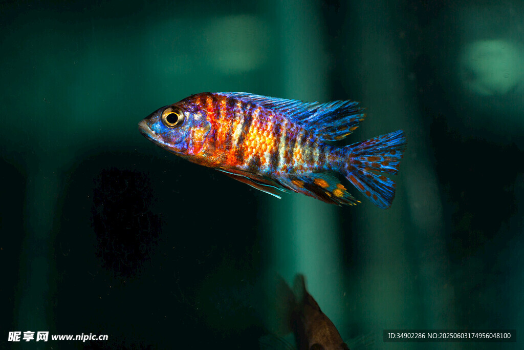 色彩斑斕的美麗觀賞魚