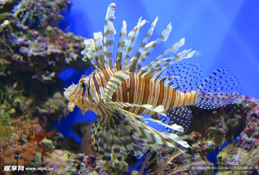 海洋中的斑斕獅子魚