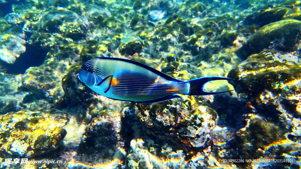 海底藍(lán)魚(yú)悠游珊瑚間