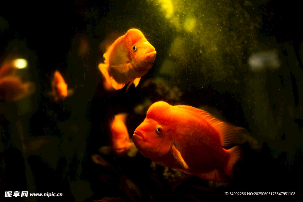水中暢游的艷麗觀賞金魚(yú)
