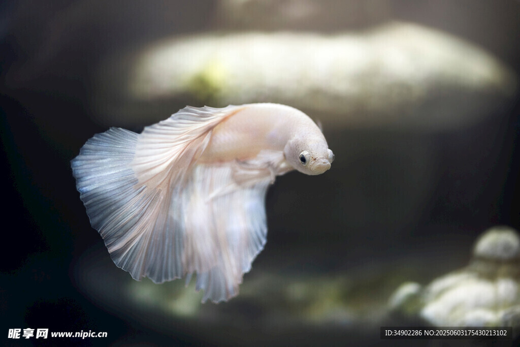 優(yōu)雅飄逸的斗魚特寫