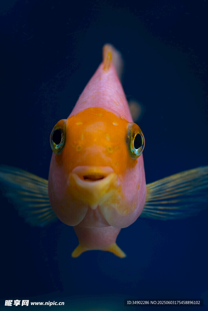 可愛粉色小魚特寫