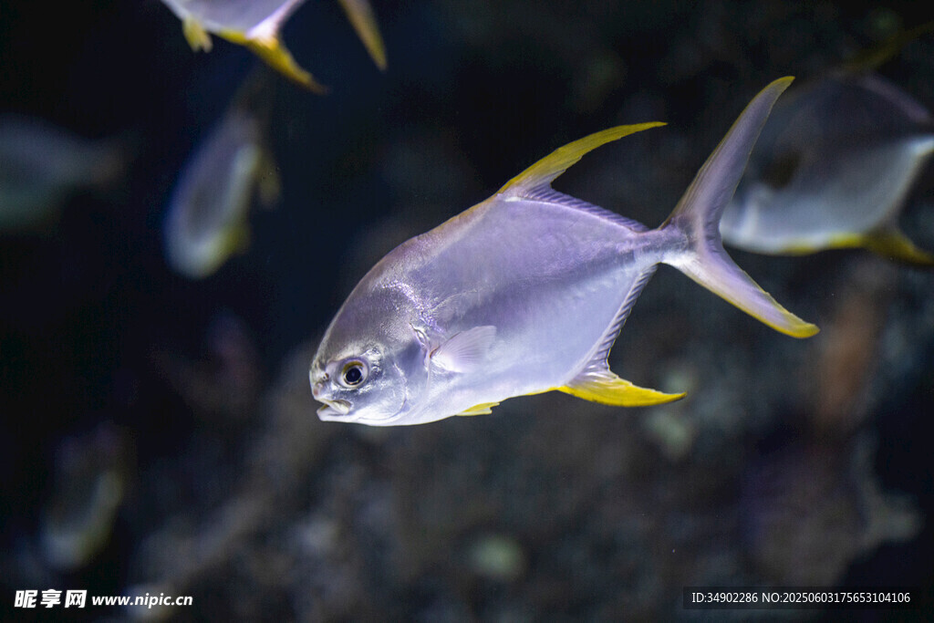 游動(dòng)的銀黃相間海洋魚(yú)類