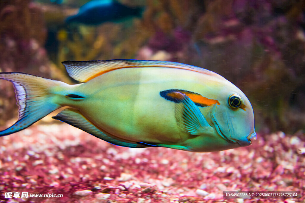多彩海魚暢游海底世界