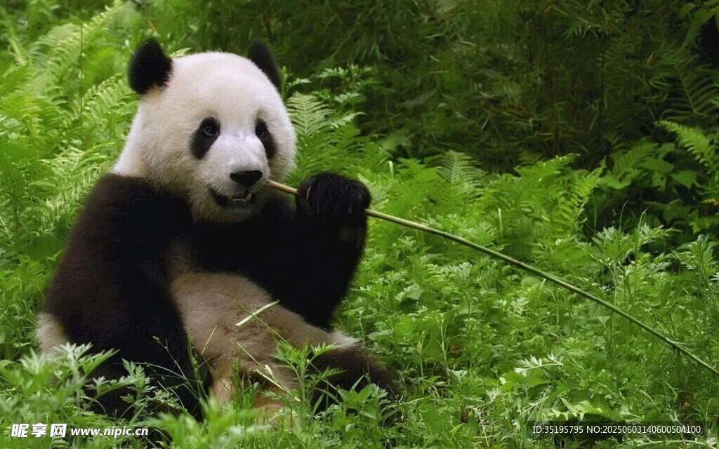 熊貓坐于翠綠草叢中