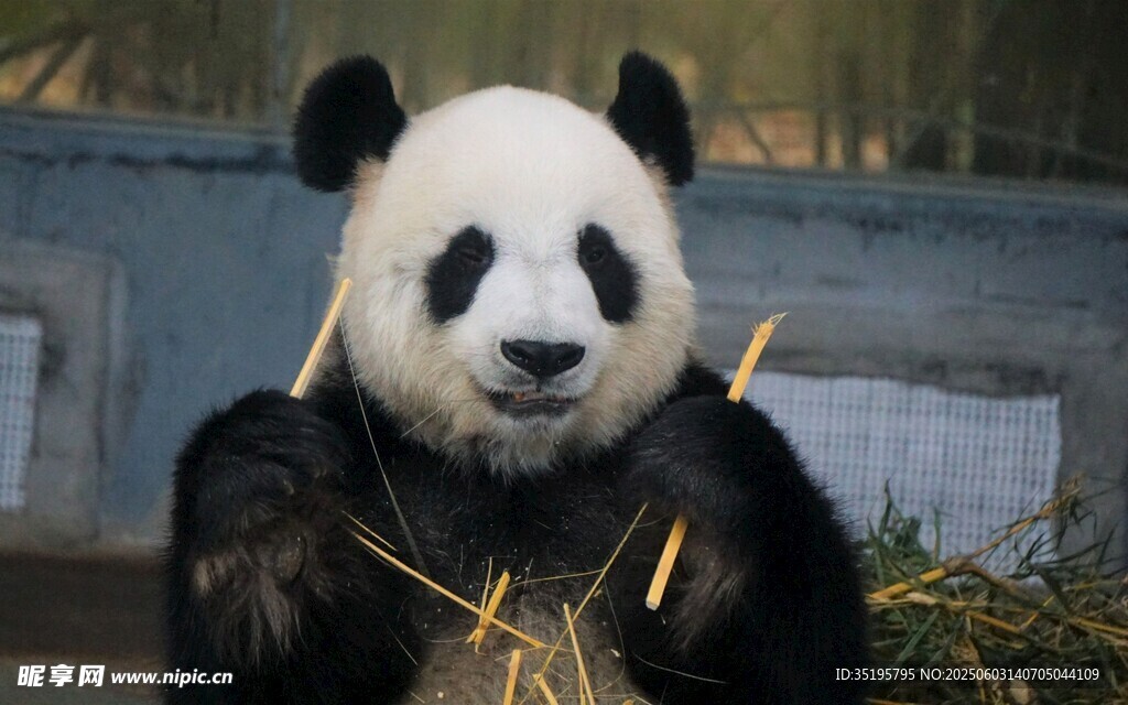 熊貓手持竹子憨態(tài)可掬