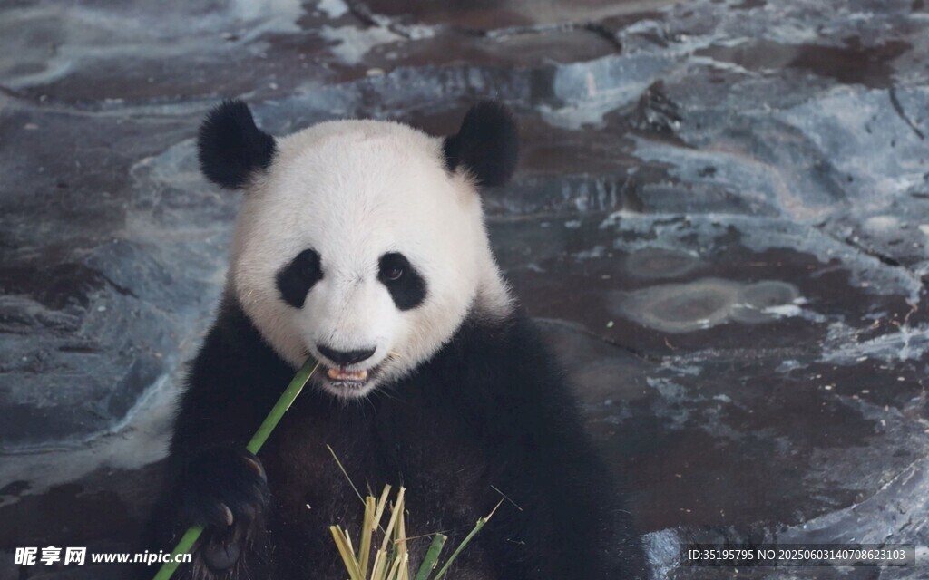 熊貓愜意進食竹子