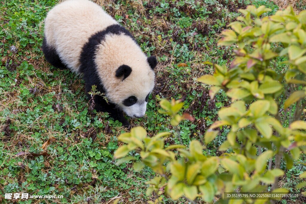 草地上的可愛大熊貓