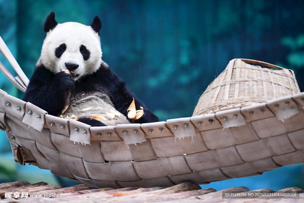 竹筏上愜意的大熊貓