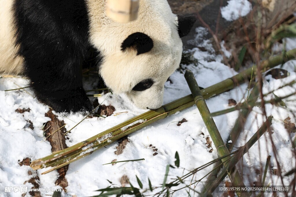 雪地中進食的可愛大熊貓