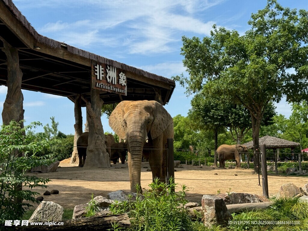 動物園中大象悠閑場景