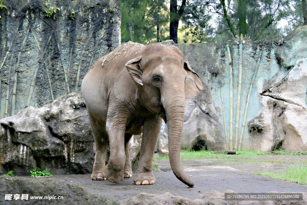 動(dòng)物園中行走的大象