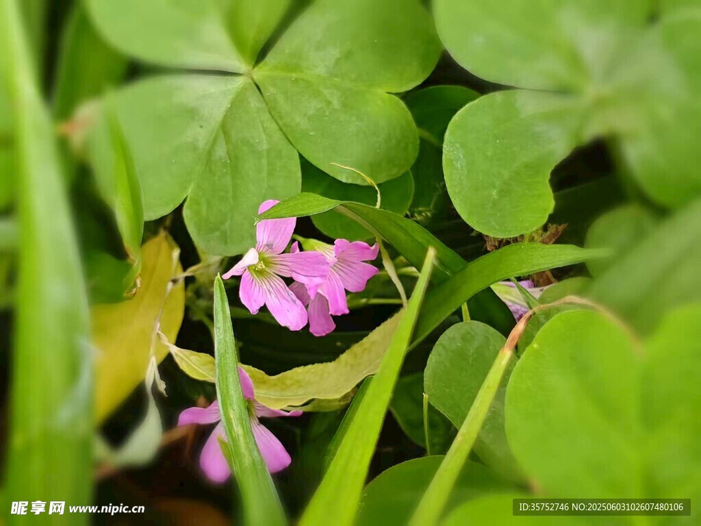 花兒