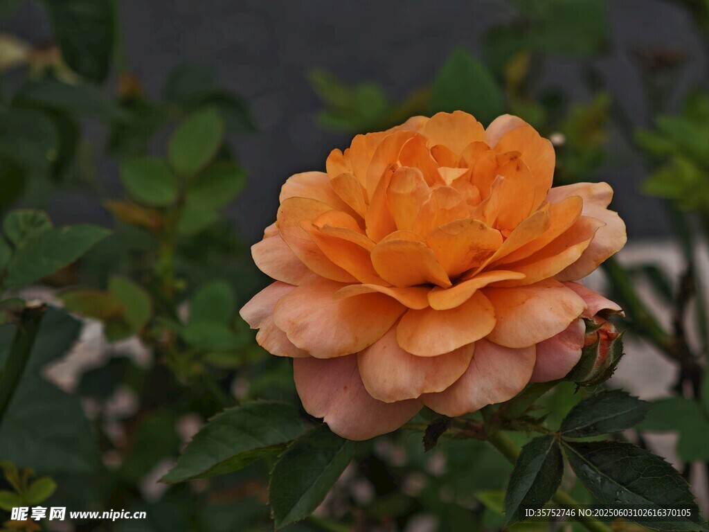 花兒