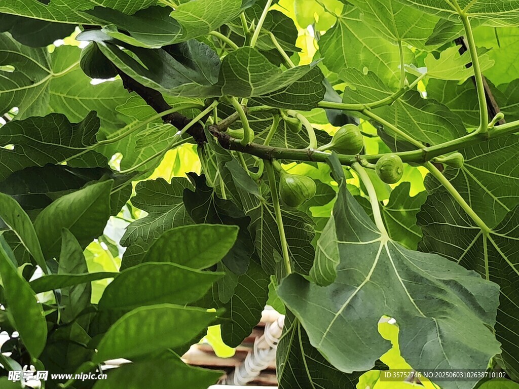 無花果