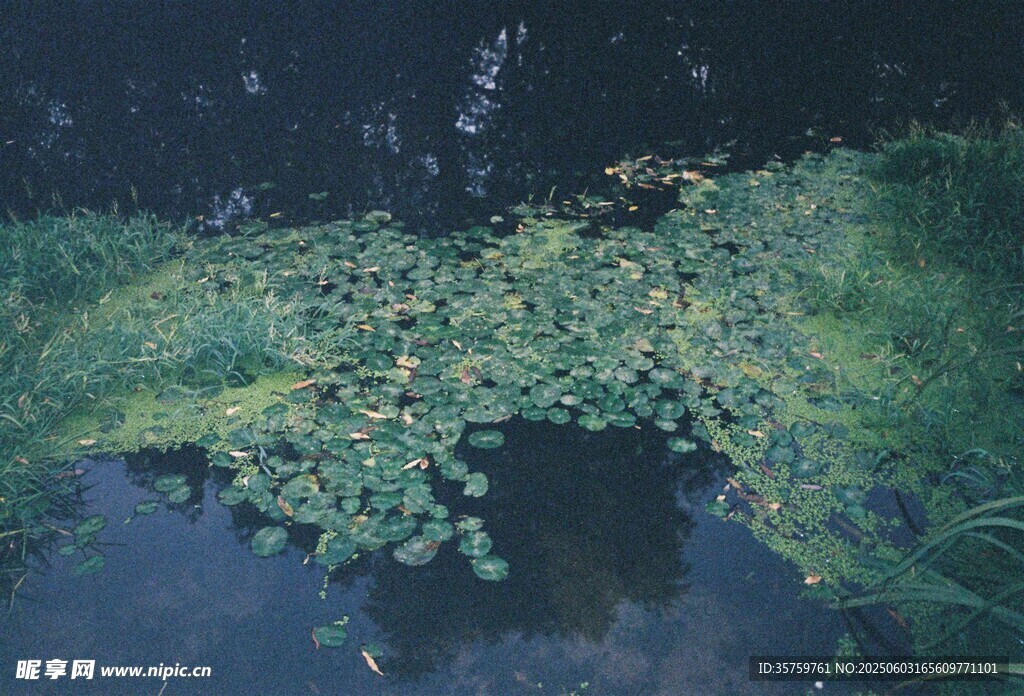 水面植物