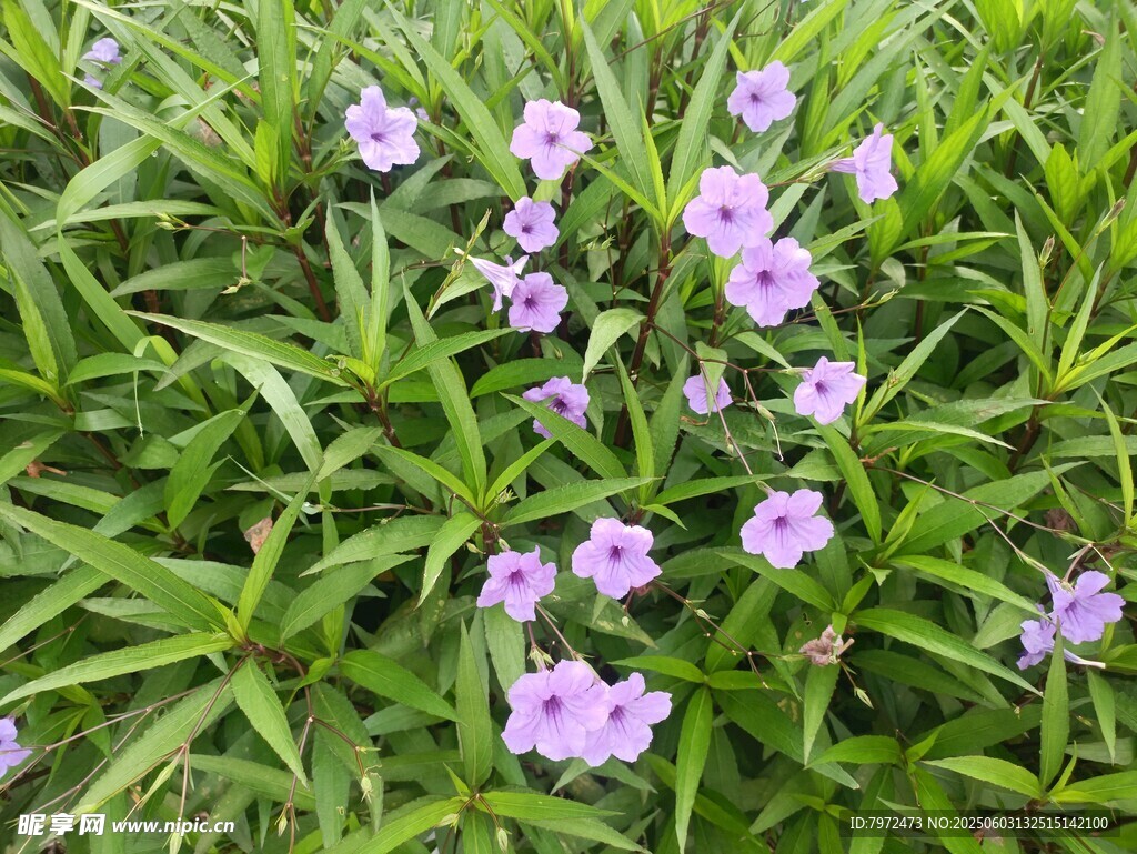 綠葉叢中的淡紫色小花