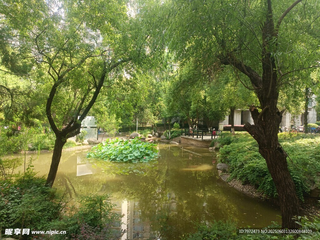清幽林間小溪畔美景