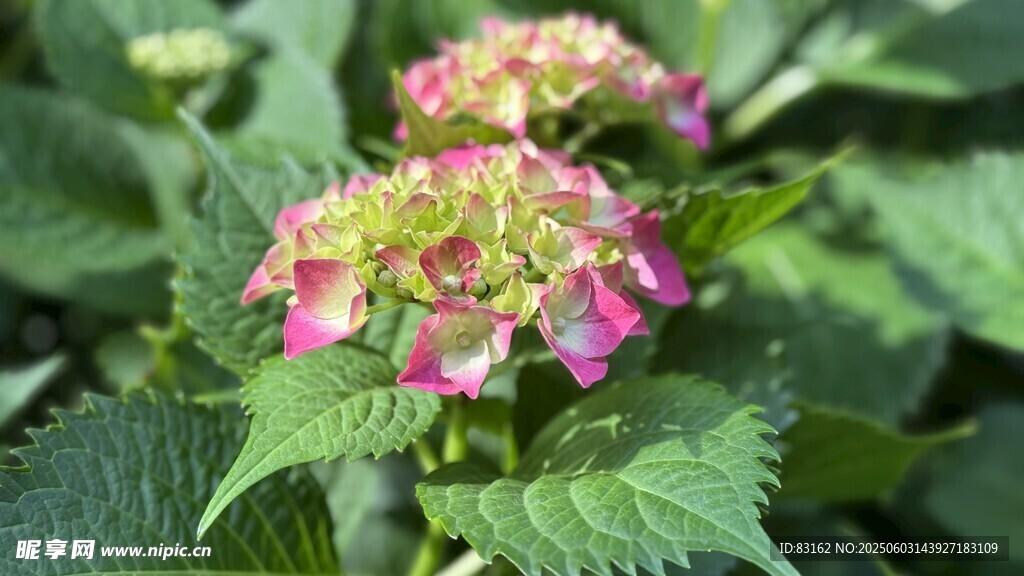 繡球花
