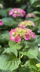 繡球花