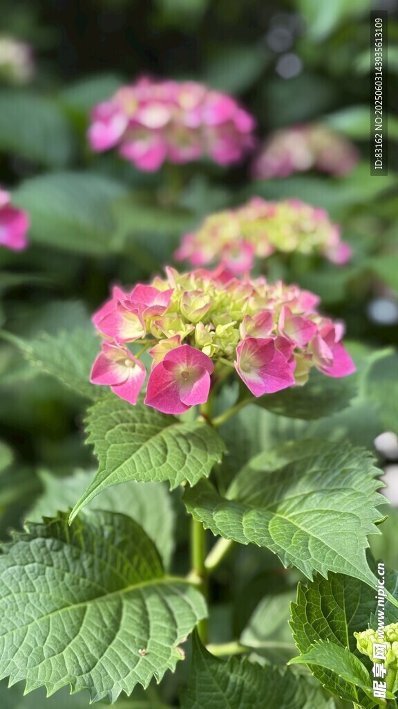 繡球花