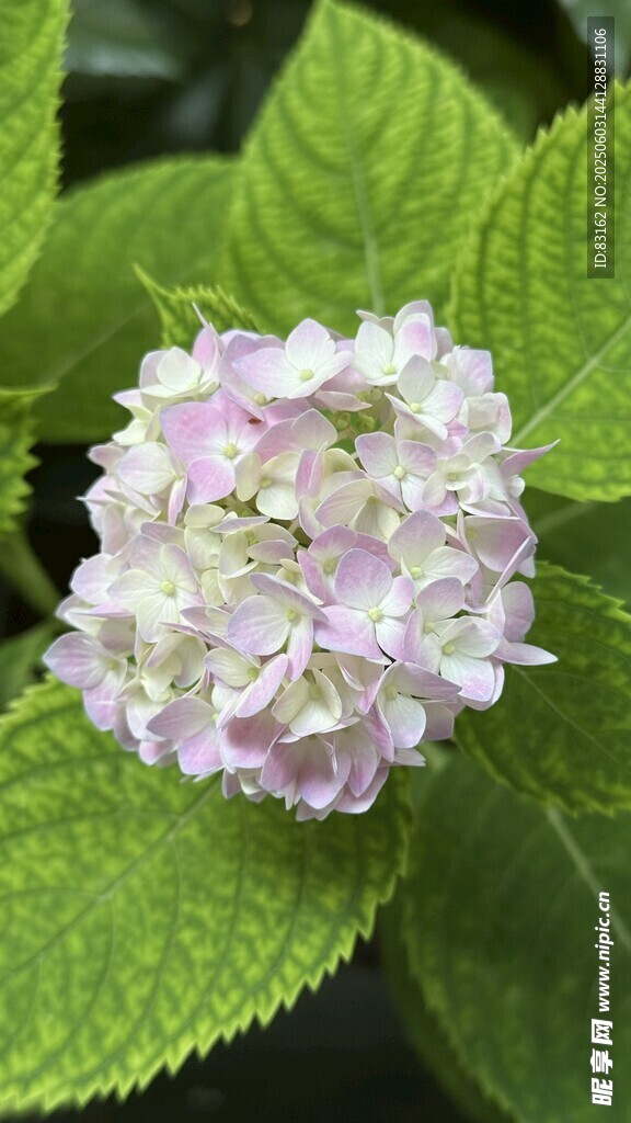 繡球花