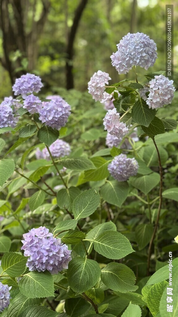 繡球花