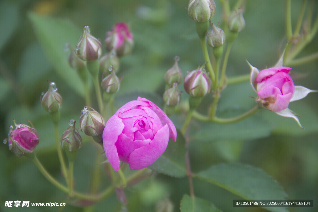 月季花
