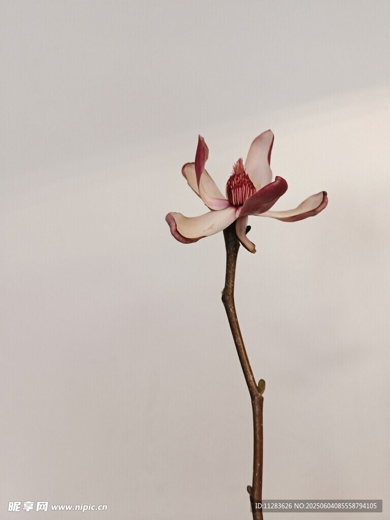 單枝玉蘭花綻放