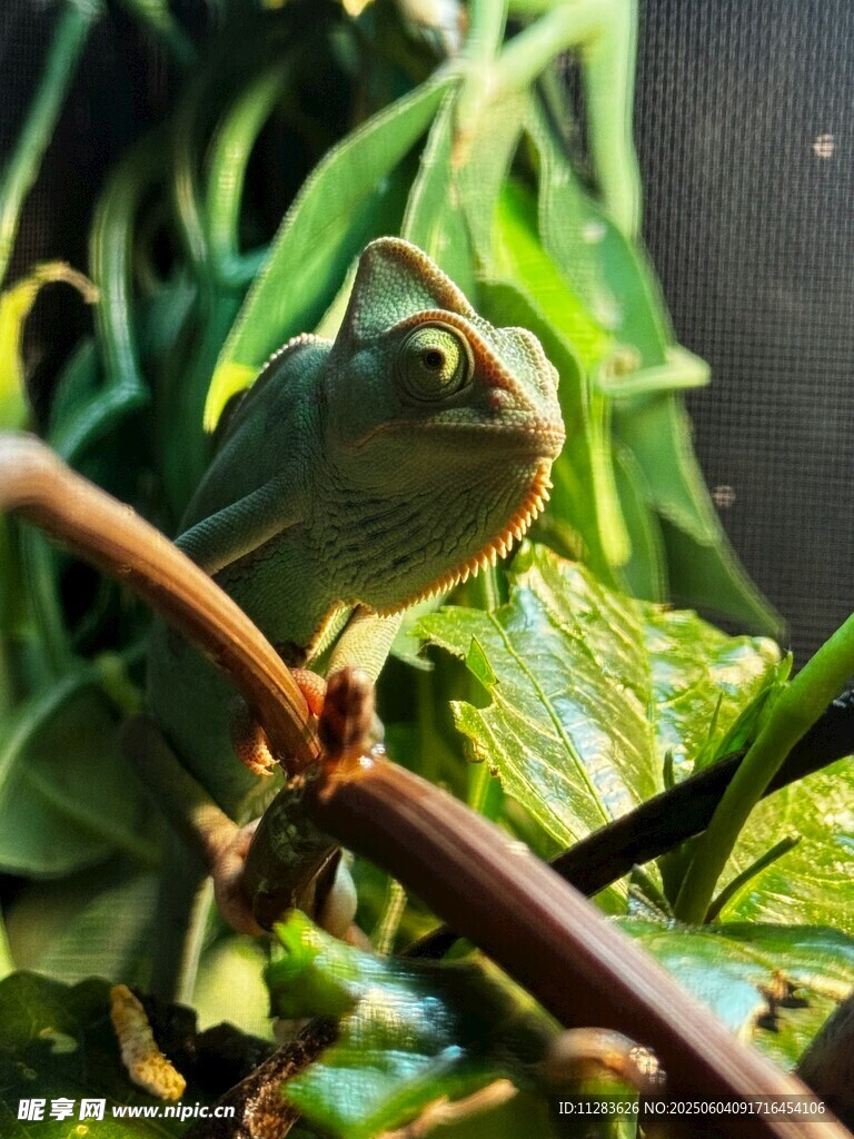 變色龍