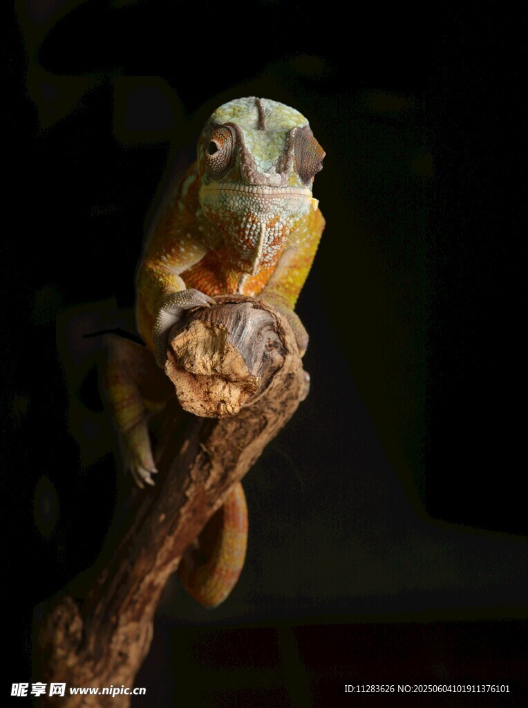 枝頭變色龍
