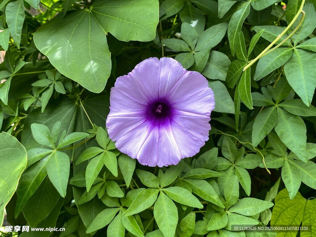 紫色牽牛花綻放綠葉間