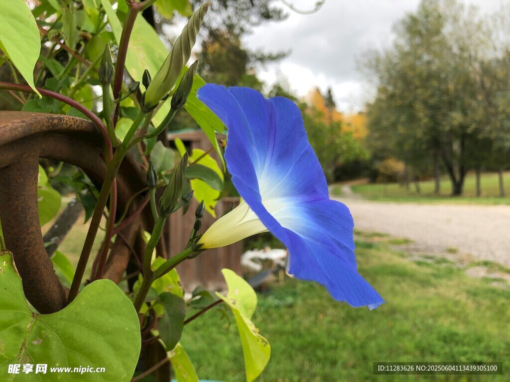 藍花綠葉于戶外景致中
