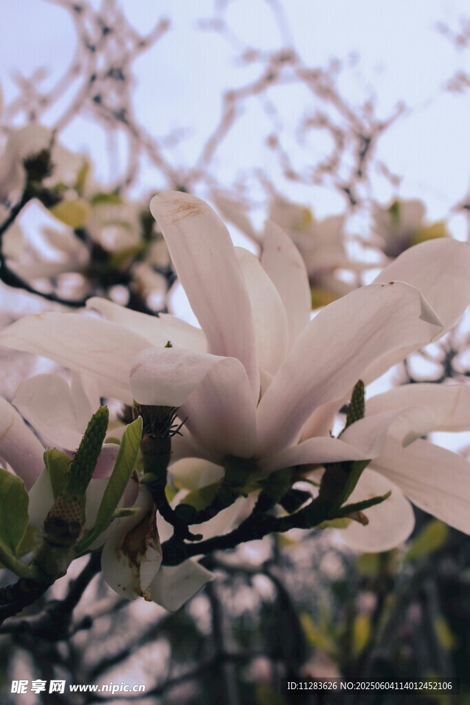 玉蘭花綻放枝頭