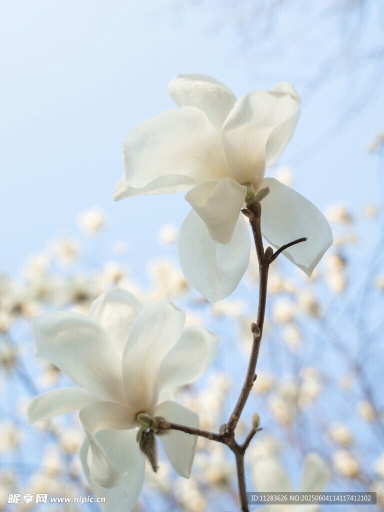 玉蘭花綻放枝頭