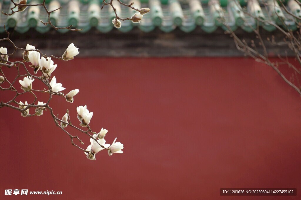 紅墻玉蘭花枝俏