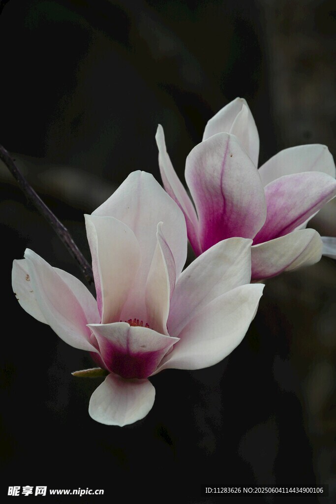 玉蘭花綻放