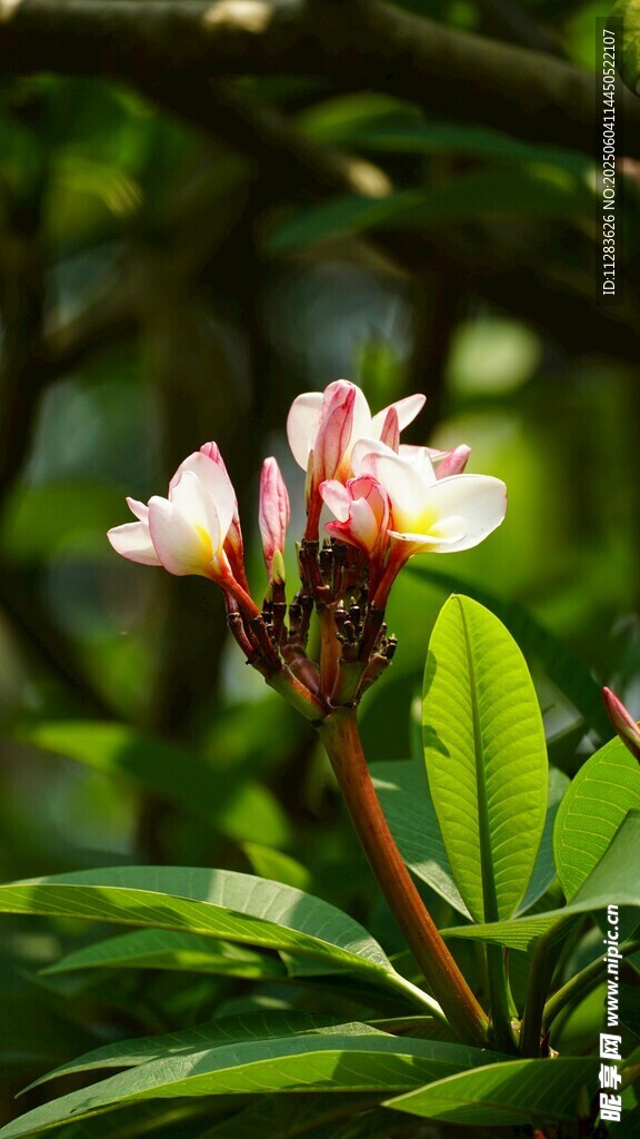 嬌艷雞蛋花綻放綠葉間