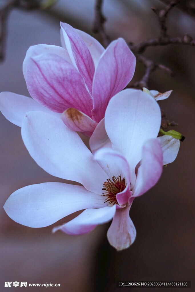嬌艷玉蘭花綻放