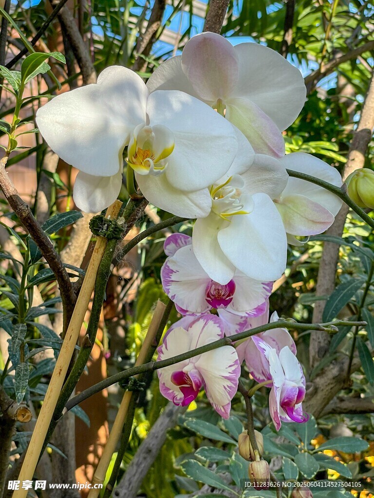 優雅綻放的白色蘭花