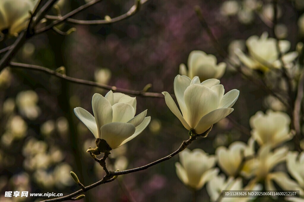 玉蘭花枝綻放美麗瞬間