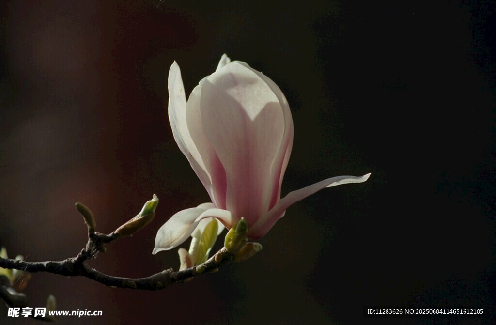 玉蘭花綻放枝頭